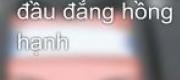 Bát Tại Tường Đầu Đẳng Hồng Hạnh