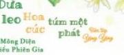 Dưa Leo Hoa Cúc Túm Một Phát