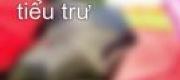 Mùa Xuân Của Tiểu Trư