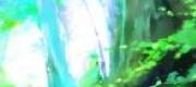 The Lost Song Of Light Forest