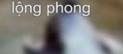 Tuyệt Kiếm Lộng Phong