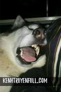 Tình Tăng