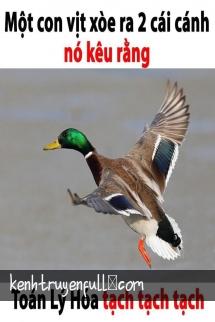 Chim Hoàng Yến Nuôi Tám Năm Đã Bay Đi Rồi